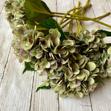 Load image into Gallery viewer, Green Hydrangea Stem - 47cm - Field & Rose