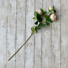 Load image into Gallery viewer, Blush Pink English Rose Stem - 70cm