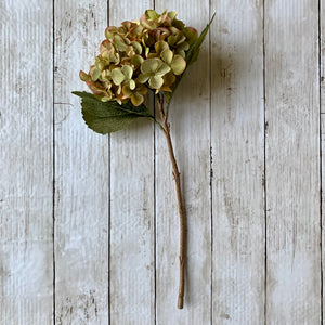 Green Hydrangea Stem