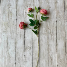 Load image into Gallery viewer, Coral Pink English Rose Stem - 70cm
