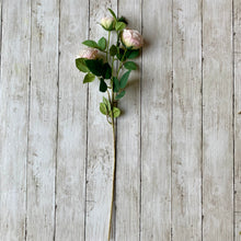 Load image into Gallery viewer, Blush Pink English Rose Stem - 70cm
